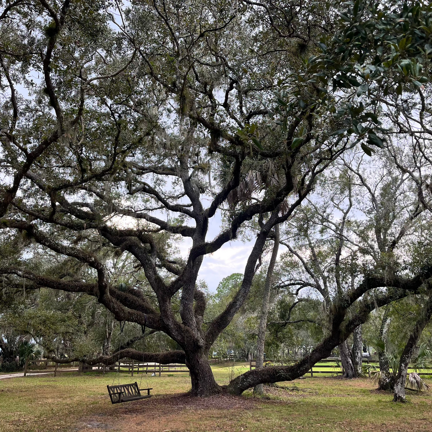 Blend: Wild Oaks