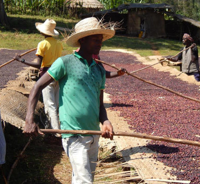 Origin: Ethiopia [natural]